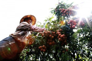 仙湖农场 吴爸爸每日当农夫採集荔枝